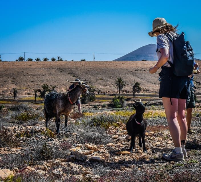 Fuerteventura: Guided Trekking Tour with Island Goats - An Authentic Fuerteventura Adventure