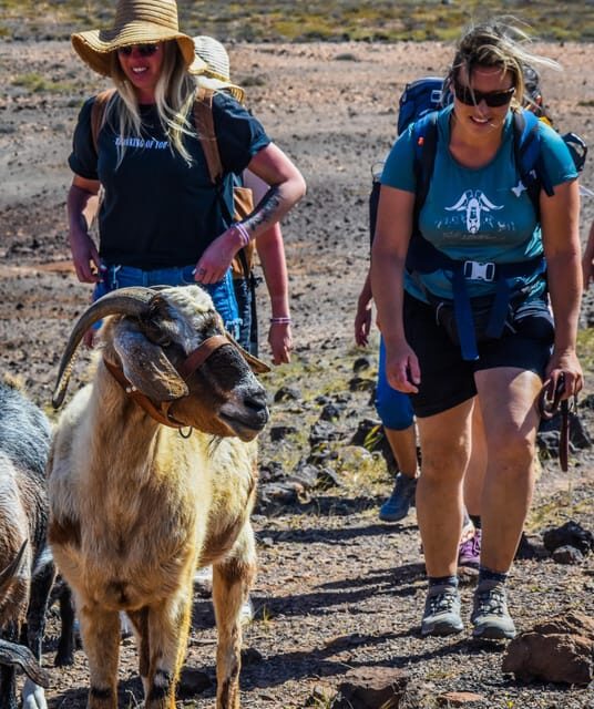 Fuerteventura: Guided Trekking Tour with Island Goats - FAQ