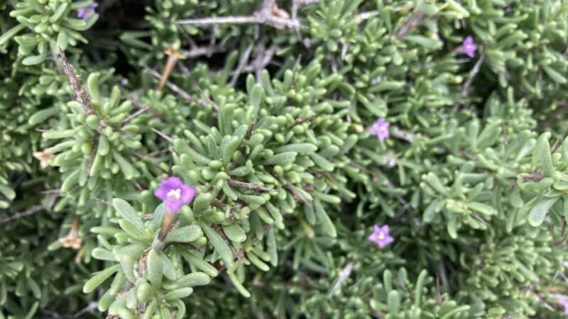 Fuerteventura Hiking on the sacred mountain El Cardon - Discovering El Cardon: An Authentic Fuerteventura Experience