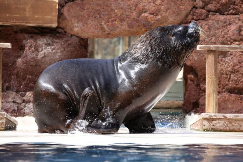 Fuerteventura: Oasis Wildlife Entry Ticket - Practical Considerations