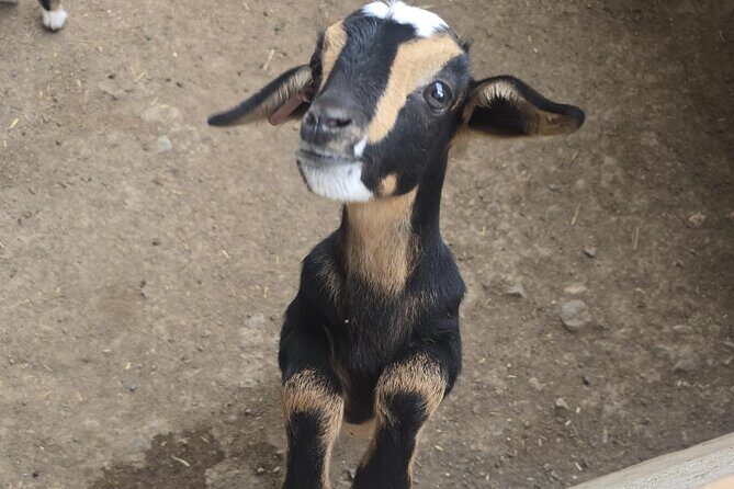 Fuerteventura: PRIVATE Historical Island Sightseeing Grand Tour - Authentic Experiences & What Travelers Say