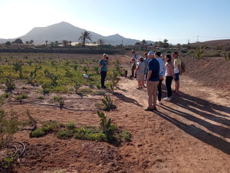 Fuerteventura: Tapas and Local Life Guided Tour - Key Points