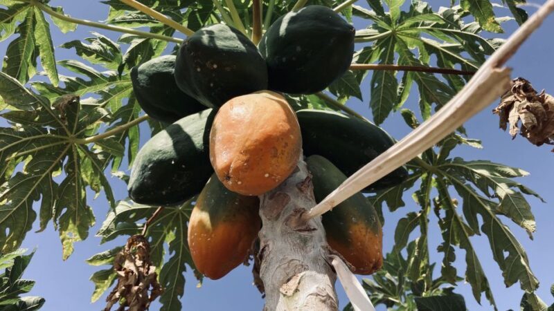 Fuerteventura: Tapas and Local Life Guided Tour - A Closer Look at the Fuerteventura Tapas and Local Life Tour