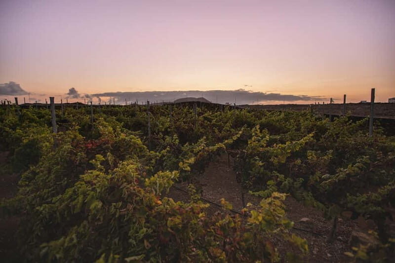 Fuerteventura: Tour & tasting at Conatvs Winery - FAQs