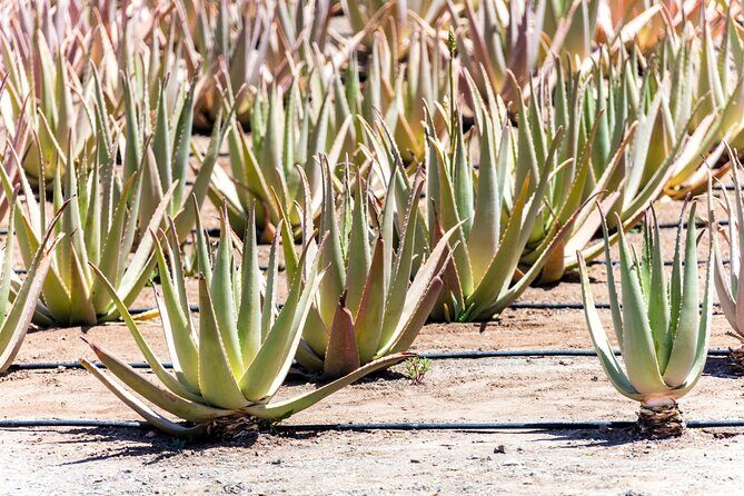 Fuerteventura Villages Caves and Farm Tour with Lunch from South - Ajuy: Sea Caves and Black Sand Beaches
