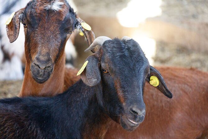 Fuerteventura Villages Caves and Farm Tour with Lunch from South - Scenic Overlooks