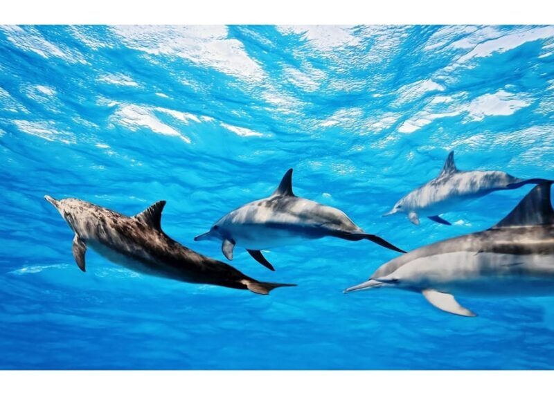 Fuerteventura: Whale & Dolphin Watching Boat Tour with Guide - Why This Tour Stands Out