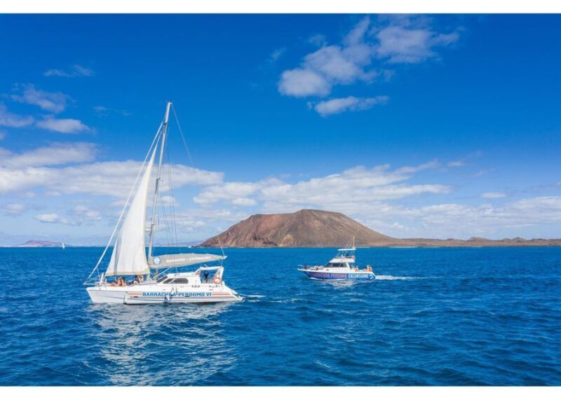 Fuerteventura: Whale & Dolphin Watching Boat Tour with Guide - Who Is This Tour Best For?