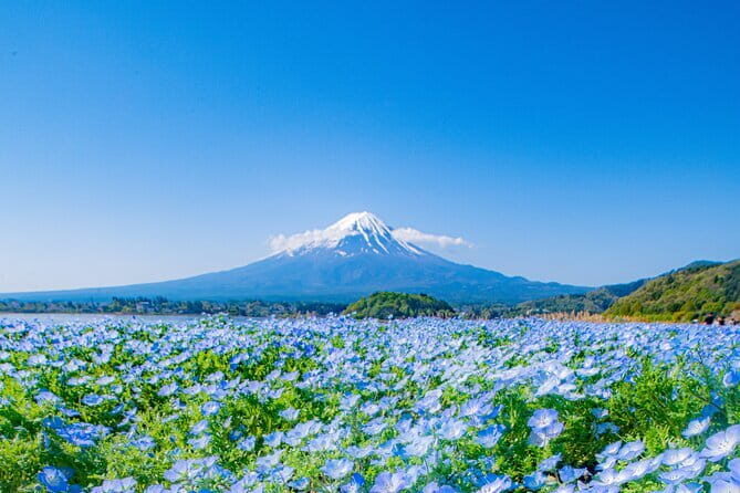 Fuji Sightseeing Tour (With English or Japanese Speaking Guide) - The Itinerary: Step-by-Step
