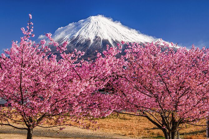 Fuji Yoshiwara Gion Festival Twilight E-Bike Tour (Two Days only) - Who Will Love This Tour?