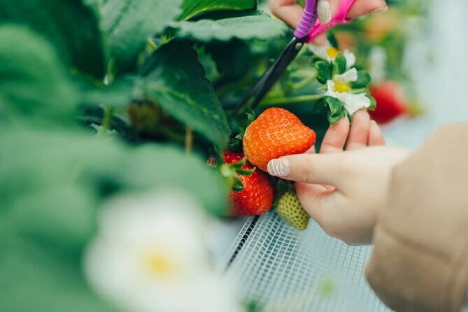Fukuoka Strawberry Picking, Shopping and TeamLab Day Bus Tour - An In-depth Look at the Tour