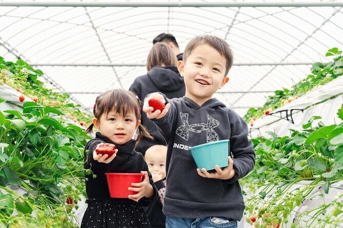 Fukuoka Strawberry Picking, Shopping and TeamLab Day Bus Tour - Practical Details and Considerations