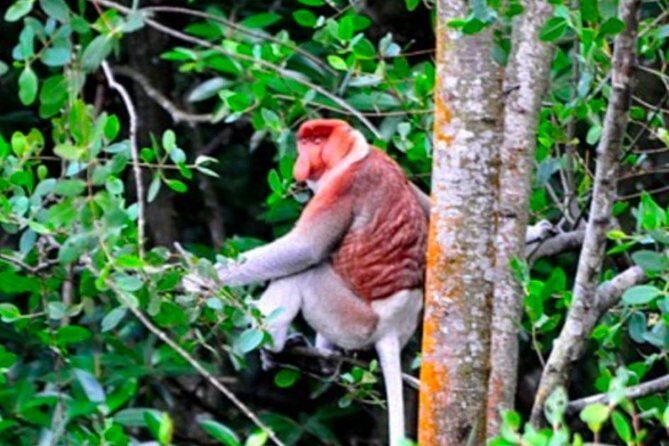 Full Brunei Experience - City Excursion - Water Village and Mangrove Safari - Exploring the Full Brunei Experience