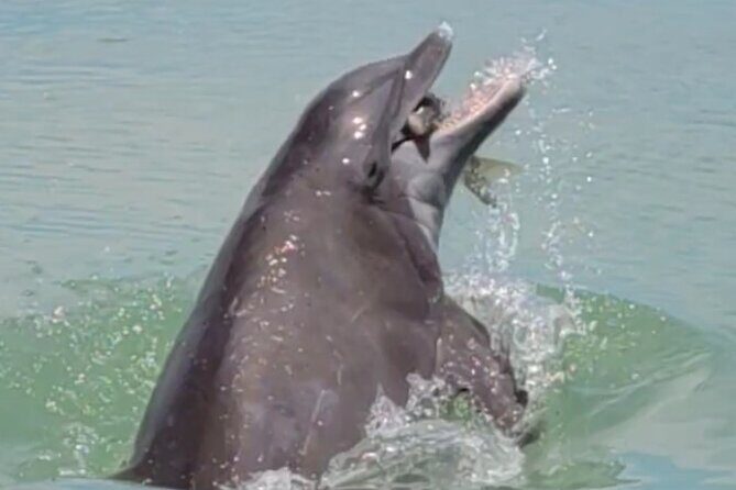 Full Day (6 hours) Sanibel Eco Boat Charter, Gulf and Pine Island - In The Sum Up