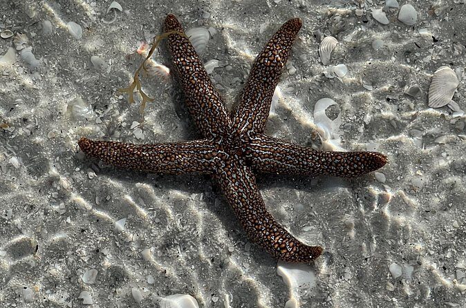 Full Day (6 hours) Sanibel Eco Boat Charter, Gulf and Pine Island - FAQ