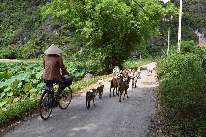 Full-day admire Bai Dinh - Trang An, EPIC landscape of Vietnam | ALL-INCLUDED - Who Should Consider This Tour?