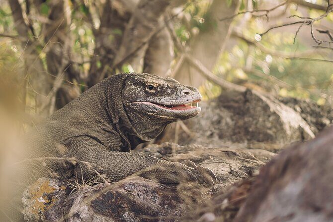Full-Day Adventure Tour to komodo Island with join Speed Boat tur - Detailed Breakdown of the Itinerary