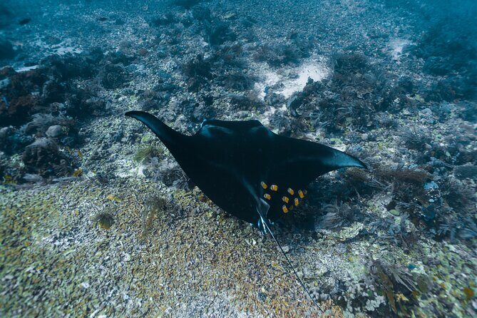 Full-Day Adventure Tour to komodo Island with join Speed Boat tur - Authentic Experiences and Reviewer Insights