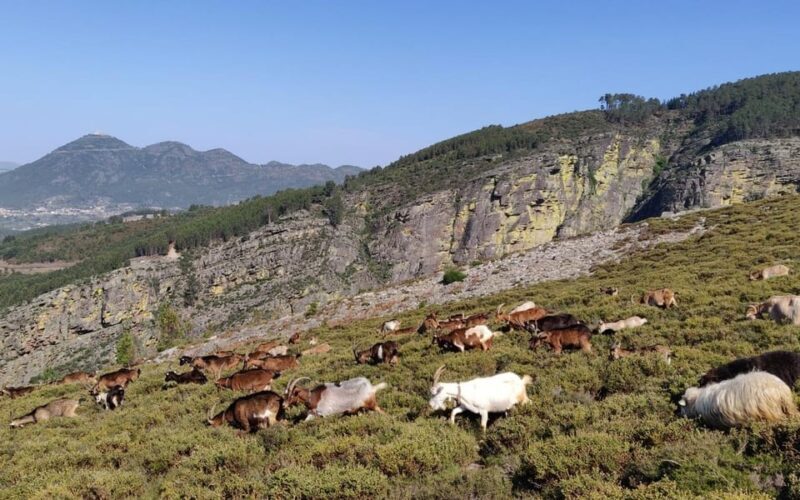 FULL DAY - ALVAO PARK - FISGAS ERMELO WATERFALLS W/ TRANSFER - Tailored Experience and Practical Details