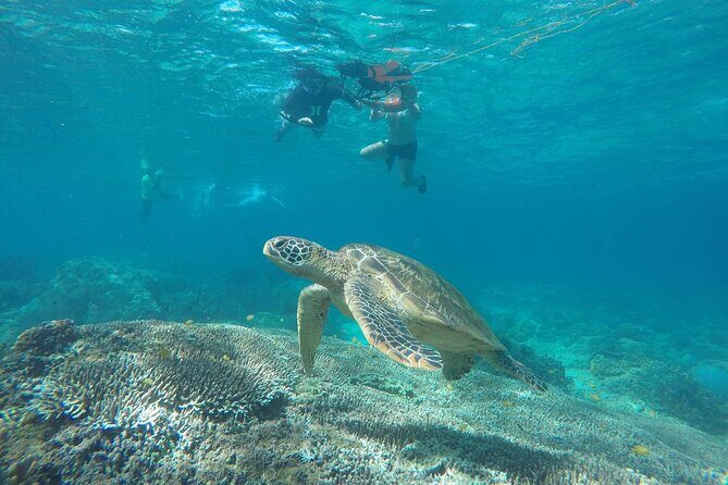 Full Day Apo Island Tour from Dumaguete - The Itinerary: What You Can Expect