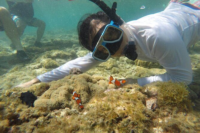 Full Day Apo Island Tour from Dumaguete - What Makes This Tour Stand Out