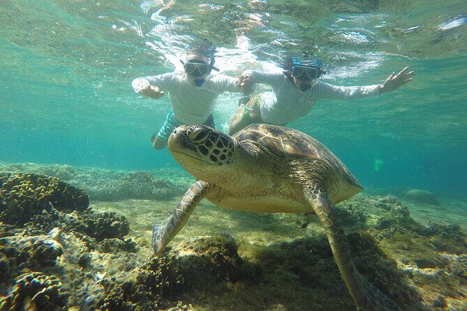 Full Day Apo Island Tour from Dumaguete - Why This Tour Is Perfect For