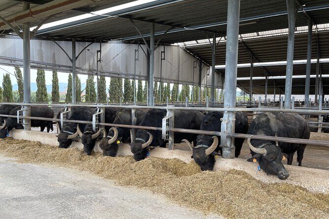 Full-Day archaeological site of Paestum - Who Will Love This Tour?