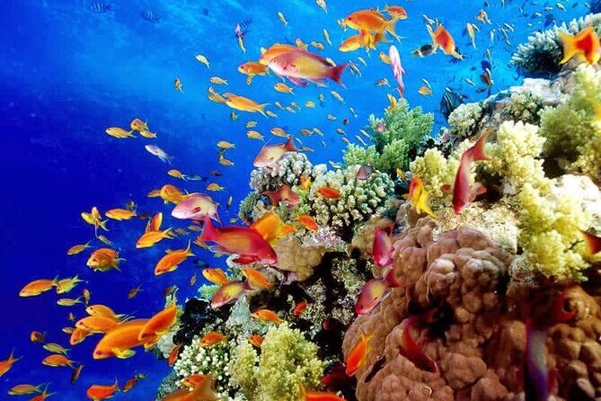 Full-Day ATV + 4 Ziplines + Cenote Swim + Yalkú Snorkeling - Experience Overview: From Off-Road Trails to Underwater Wonders