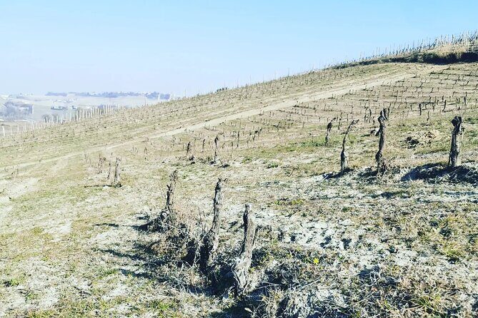 Full day Barolo&Barbaresco Wine Tour from Milano with a local winemaker - What Could Be Better?