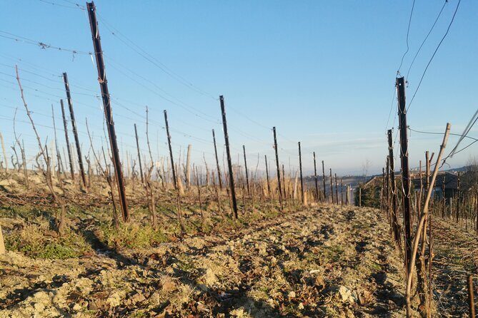 Full day Barolo&Barbaresco Wine Tour from Milano with a local winemaker - Final Thoughts