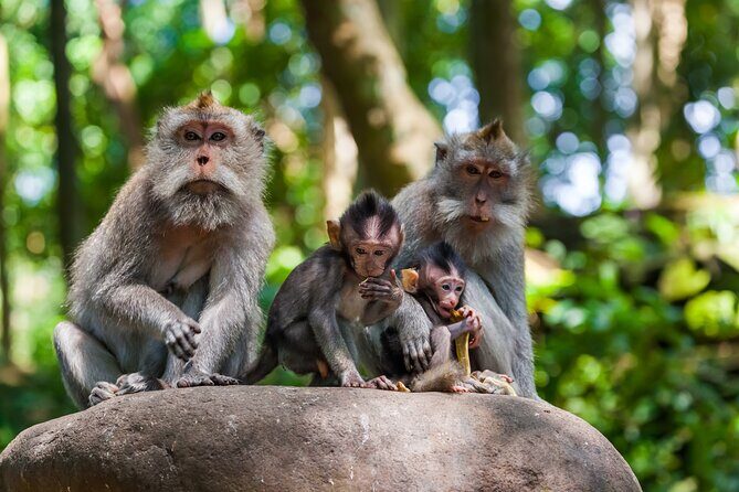Full Day Best of Ubud Private Tour - Exploring the Ubud Tour in Depth