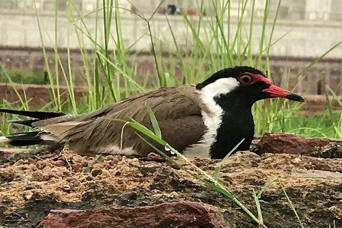 Full Day Bharatpur Bird Sanctuary with Fatehpur Sikri - Key Points