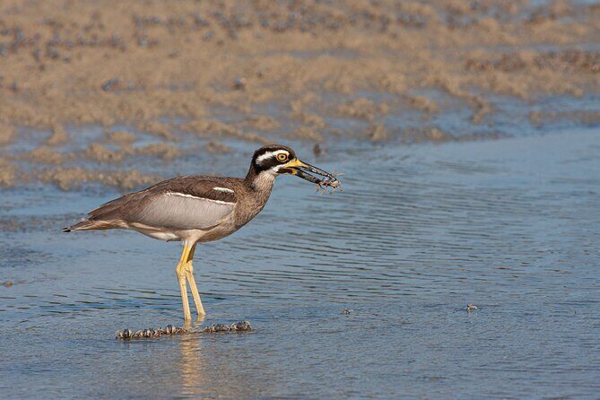 Full Day Birdlife Tour in Bribie Island - An In-Depth Look at the Itinerary