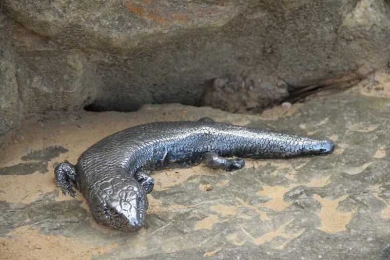 Full Day Blue Mountains with an Italian Touch Bilingual tour - FAQ