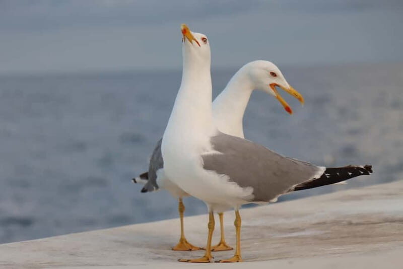 Full-Day Boat Trip, Cave Swim, lunch & Drinks - Medulin/Ceja - FAQ - Practical Questions Answered