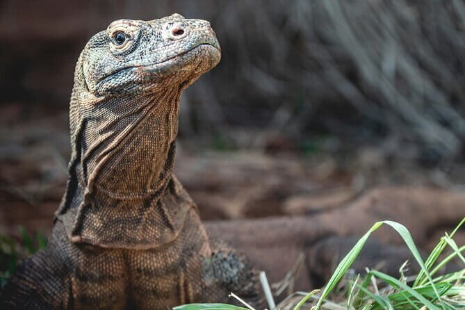 Full Day Boat Trip Komodo Island Hopping from Labuan Bajo - The Sum Up