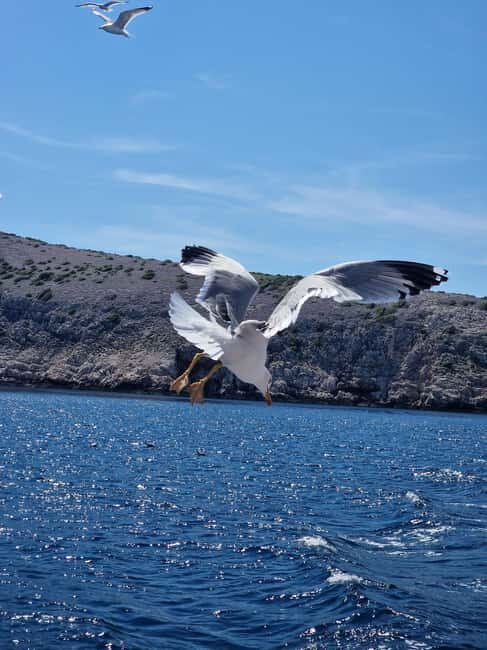 Full day boat-trip Medulin, blue Cave, Cres + dolphin search - What to Expect from the Full-Day Boat Trip from Medulin