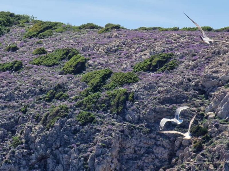 Full day boat-trip Medulin, blue Cave, Cres + dolphin search - Who Will Love This Trip?