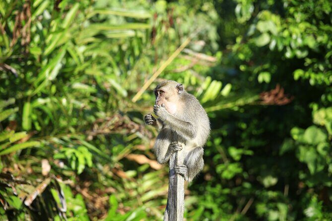 Full Day Bongawan River Cruise with Proboscis Monkey Sightseeing - Authentic Encounters and Practical Tips