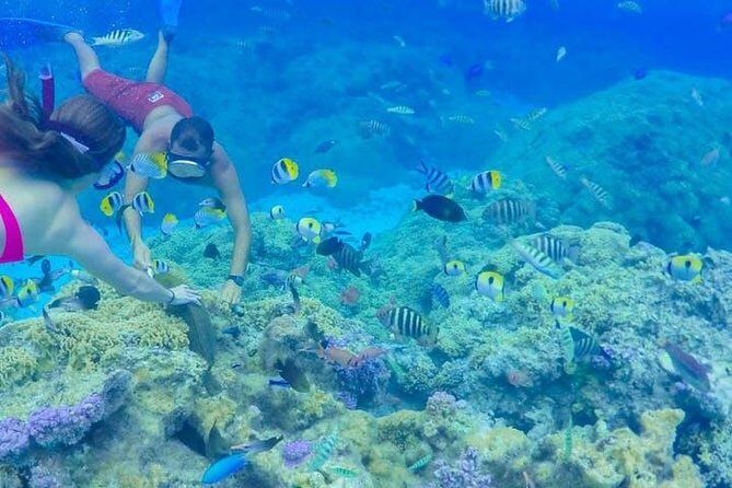 Full-Day Bora Bora Lagoon Cruise Including Snorkeling with Sharks and Stingrays - What the Reviews Tell Us