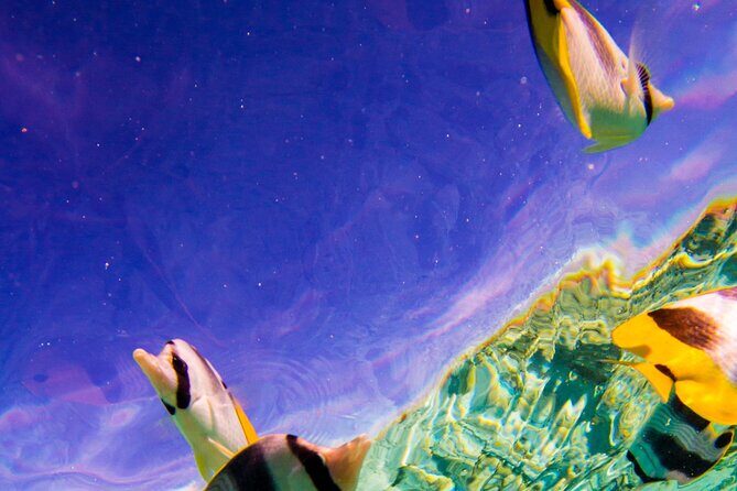 Full-Day Bora Bora Lagoon Cruise Including Snorkeling with Sharks and Stingrays - Who Will Love This Tour?