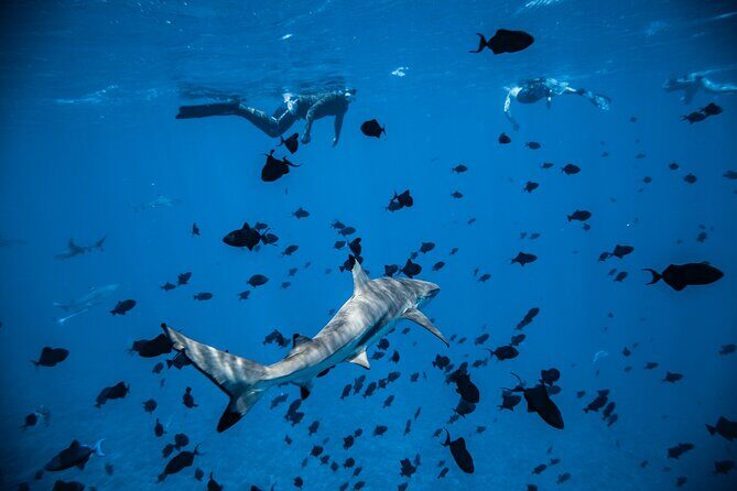 Full-Day Bora Bora Lagoon Cruise Including Snorkeling with Sharks and Stingrays - The Sum Up