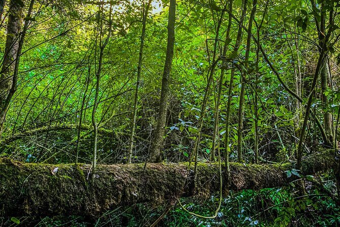 Full Day Bromeliad Forest Tour from Oaxaca - Exploring the Full Day Bromeliad Forest Tour from Oaxaca: A Balanced Look