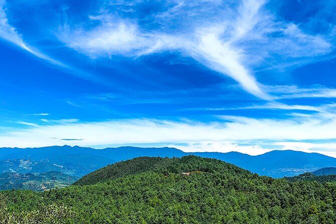 Full Day Bromeliad Forest Tour from Oaxaca - Key Points