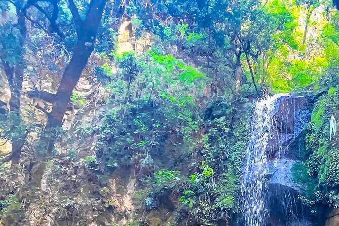 Full Day Bromeliad Forest Tour from Oaxaca - The Itinerary: What to Expect Each Step of the Way