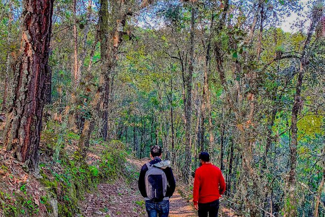 Full Day Bromeliad Forest Tour from Oaxaca - What’s Included and What’s Not