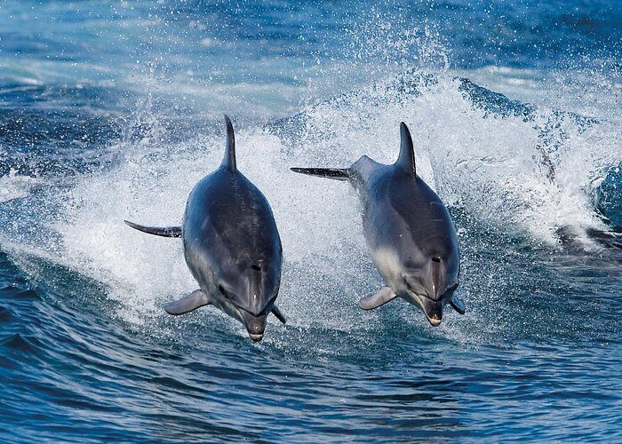 Full-Day Bruny Island Cruises Day Tour from Hobart - The Sum Up