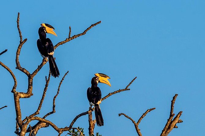 Full Day Bundala Safari with Picnic Lunch from Hambantota Harbour - Key Points