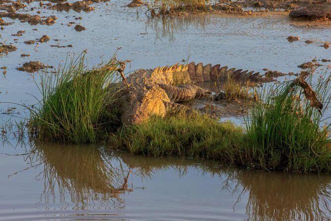 Full Day Bundala Safari with Picnic Lunch from Hambantota Harbour - Who Will Love This Tour?