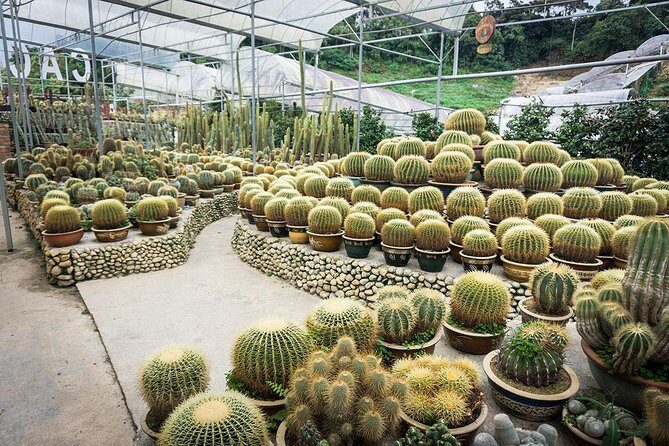 Full-day Cameron Highlands & Batu Caves Tour from Kuala Lumpur - Final thoughts: Is it worth it?
